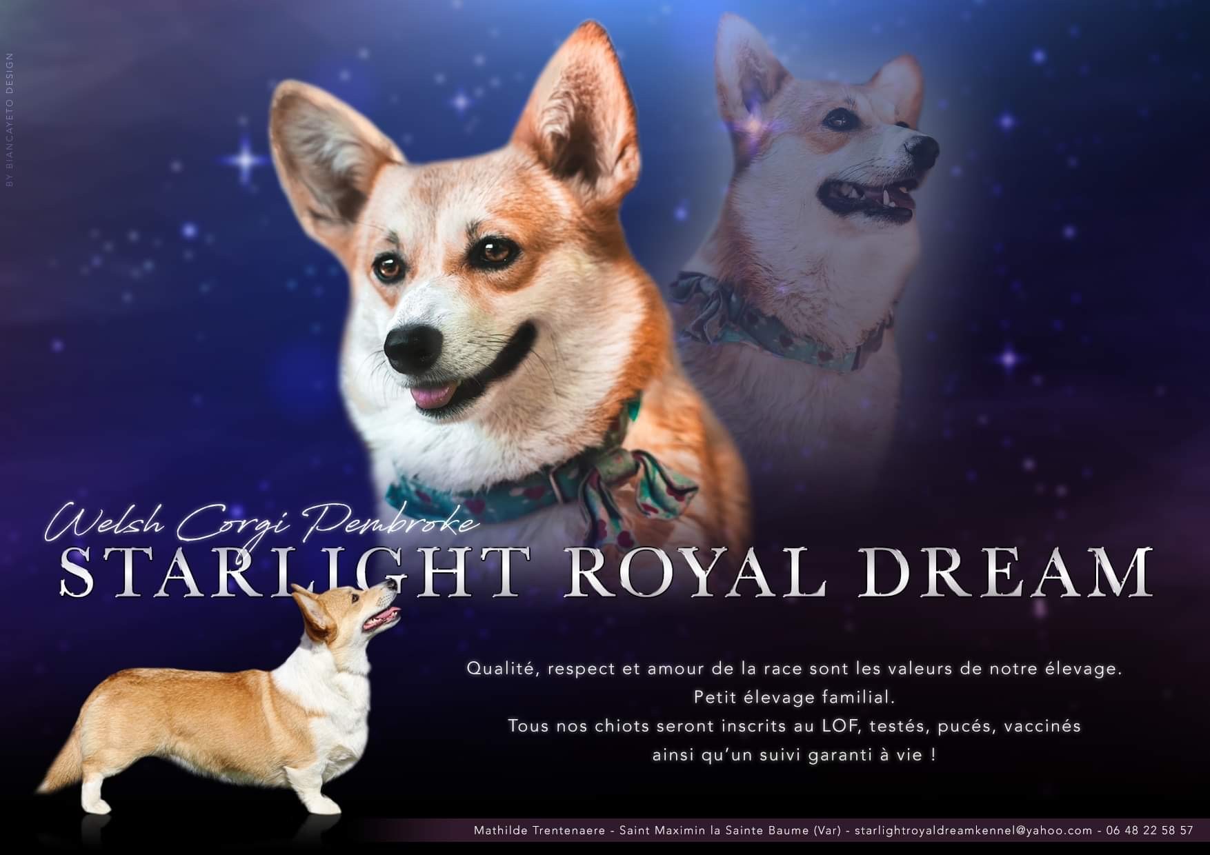 Starlight Royal Dream