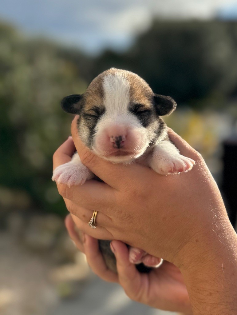 Starlight Royal Dream - Chiot disponible  - Welsh Corgi Pembroke