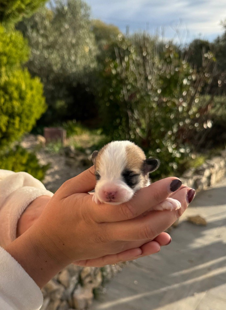 Starlight Royal Dream - Chiot disponible  - Welsh Corgi Pembroke