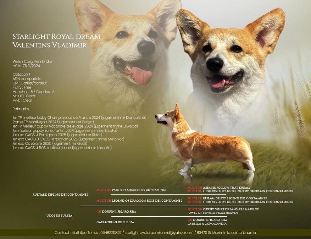 Starlight Royal Dream Valentins vladimir