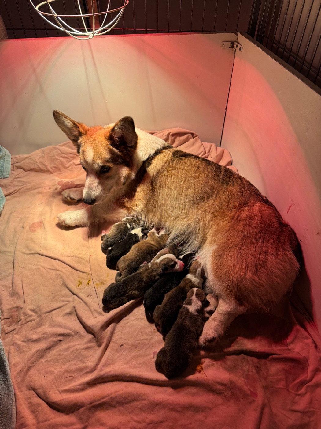 Nos petits Anna sont arrivés !!