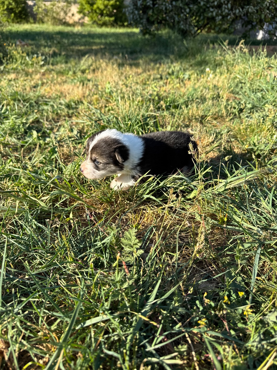 Starlight Royal Dream - Chiots disponibles - Welsh Corgi Pembroke