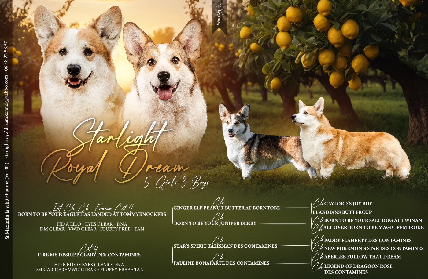 Chiot Welsh Corgi Pembroke Starlight Royal Dream