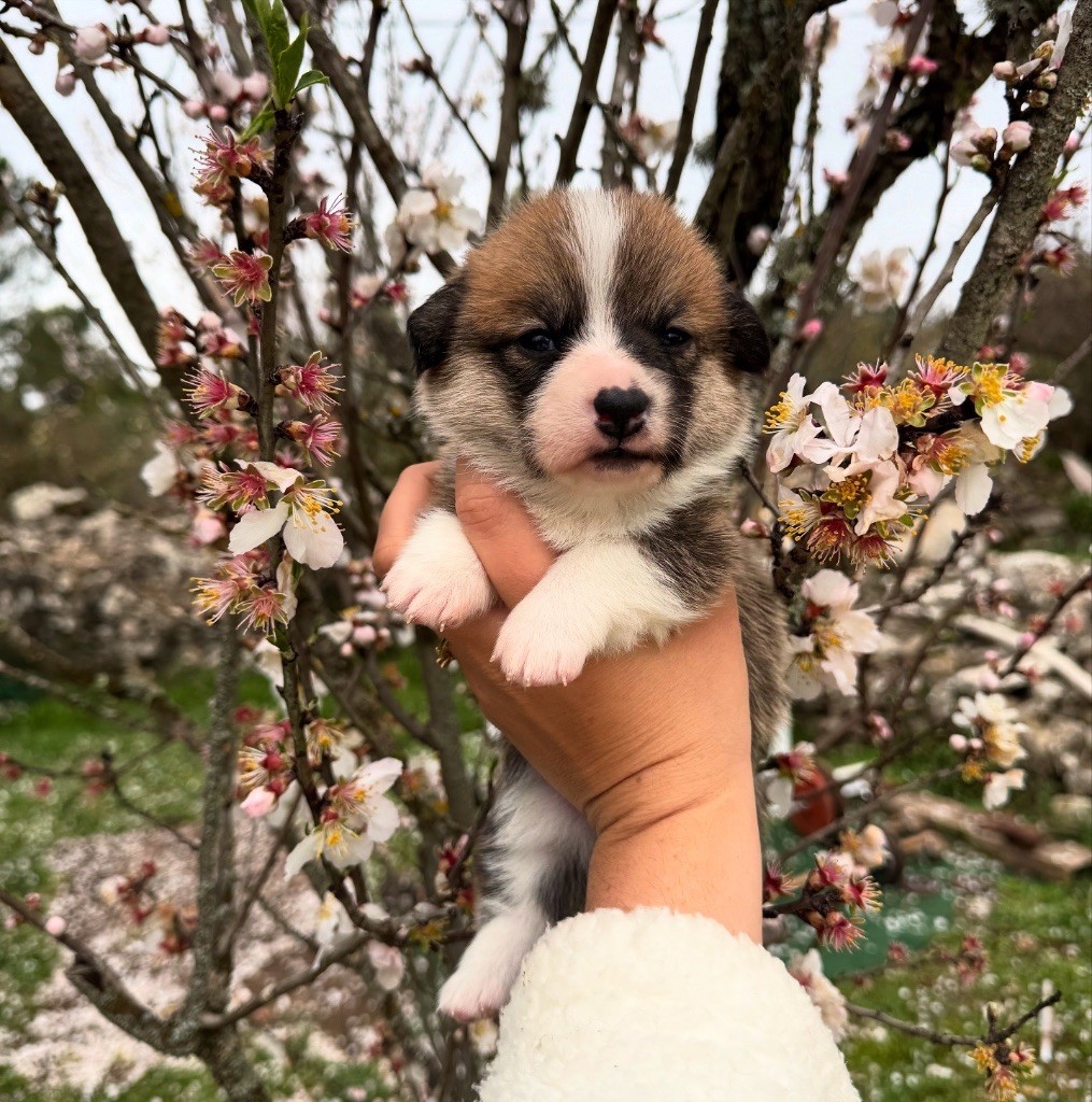 Starlight Royal Dream - Chiots disponibles - Welsh Corgi Pembroke