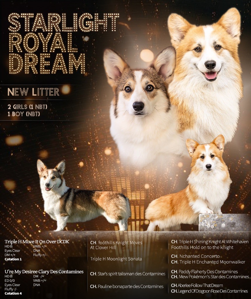 Starlight Royal Dream - Welsh Corgi Pembroke - Portée née le 24/10/2025