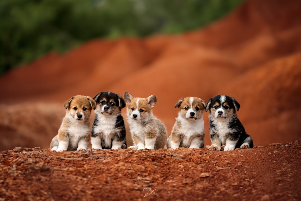 Chiot Welsh Corgi Pembroke Starlight Royal Dream